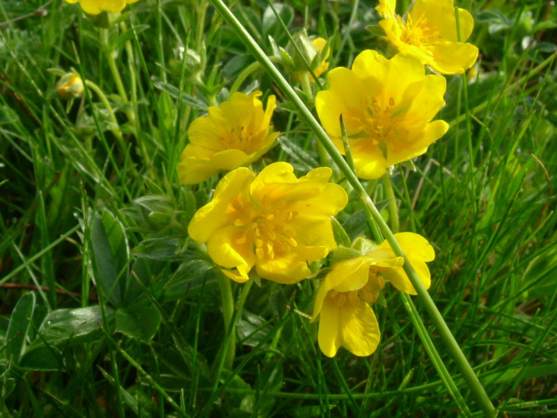 Potentilla crantzii